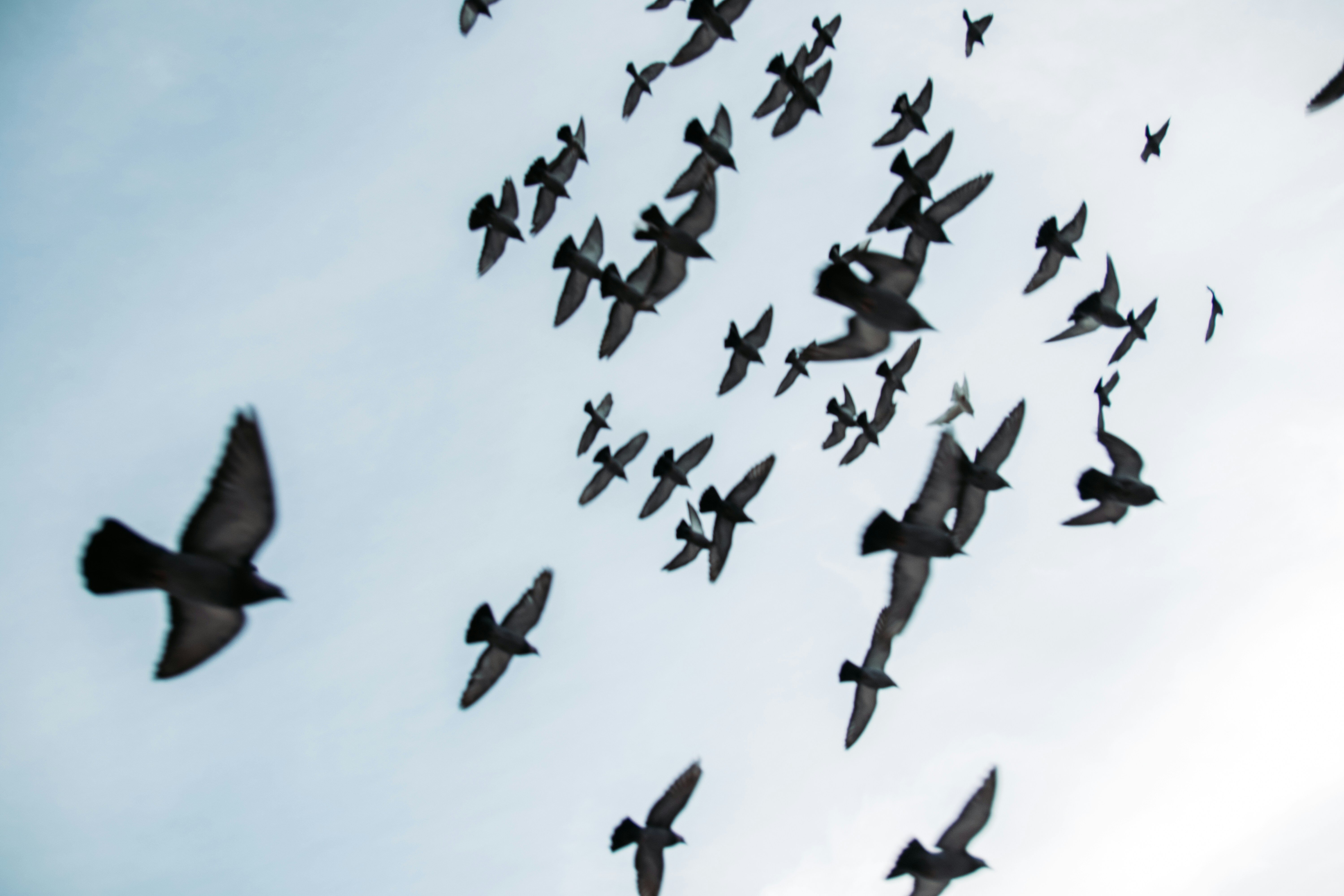 Flock of birds flying